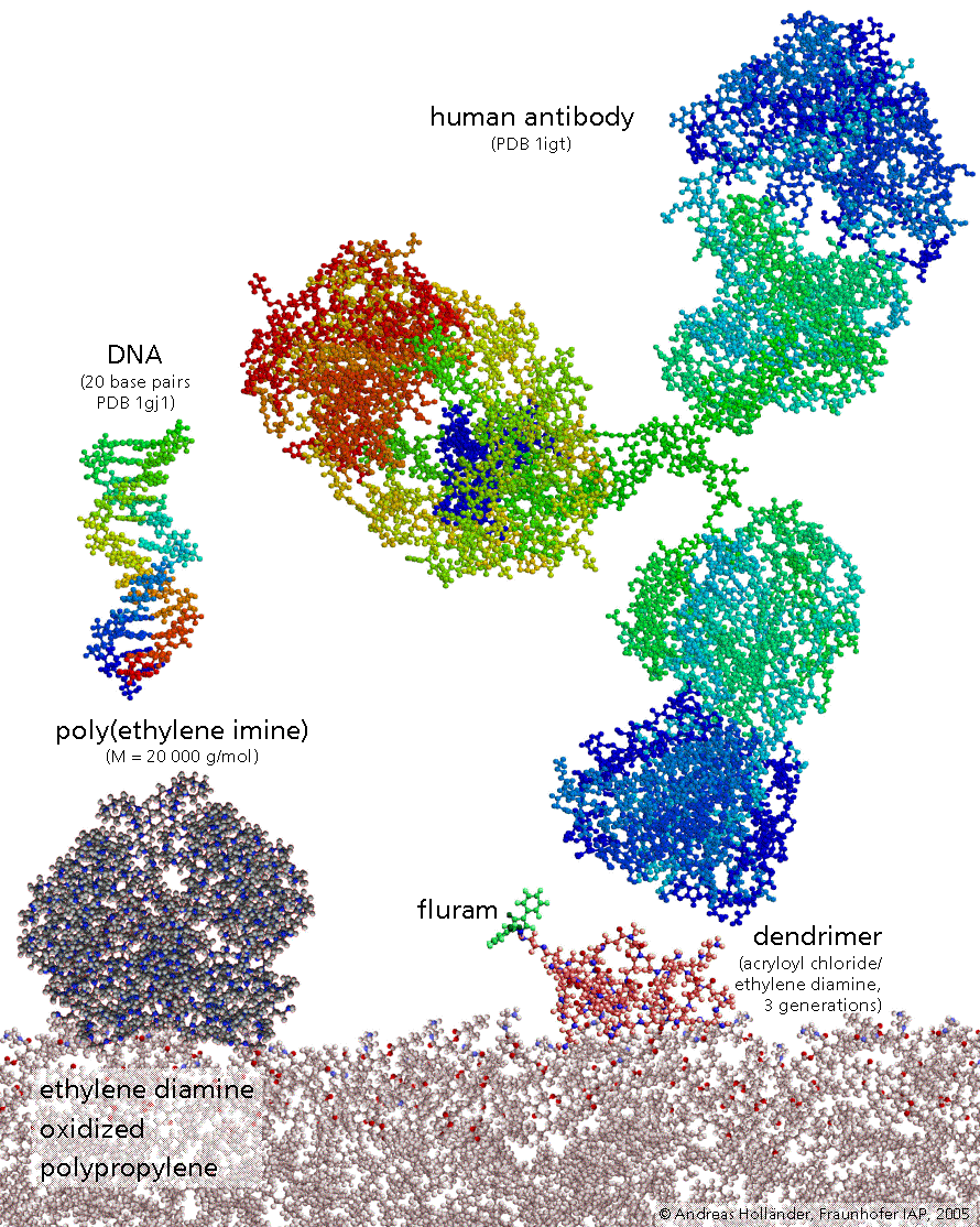 Molecules at a polymer surface