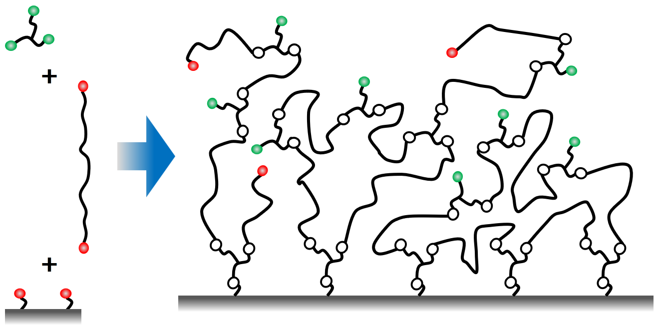 Hydrogel network formation Hydrogel network formation