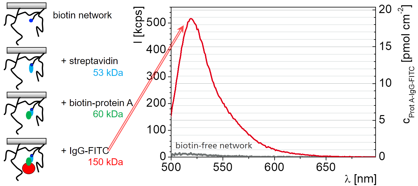 Large proteins interacting inside the network